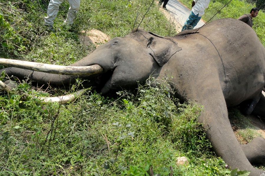 Image result for elephants electrocuted in Mysore