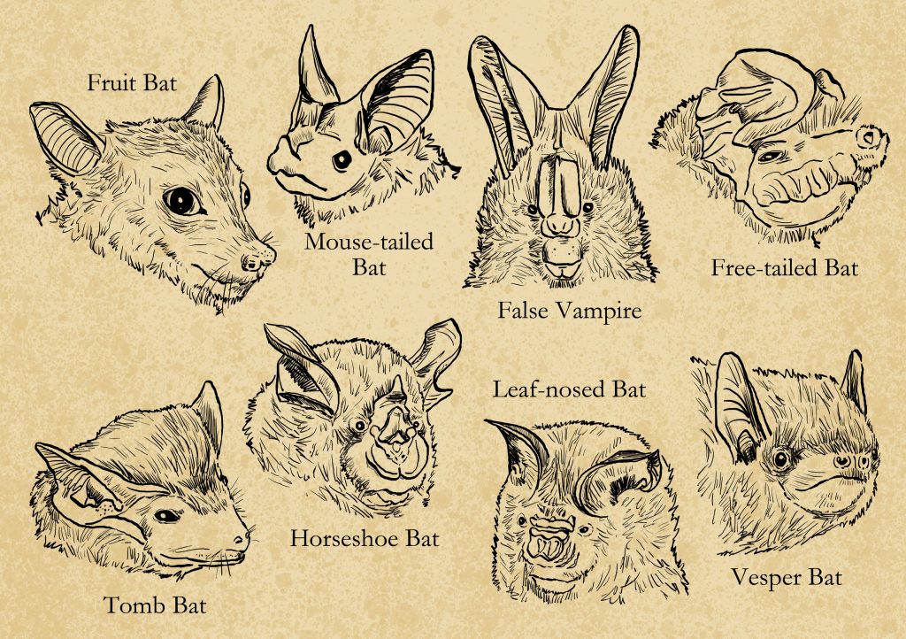 Illustration of facial characters of bat families by Rohan Chakravarty. 