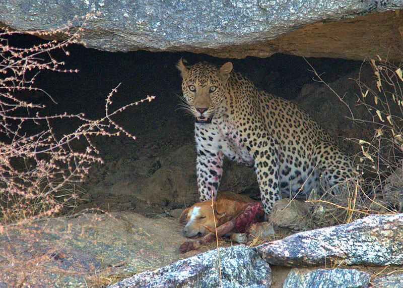 http://www.conservationindia.org/wp-content/files_mf/leodoggaffarkhaci.jpg