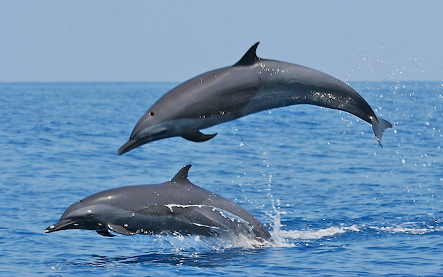 Studying India’s Marine Mammals