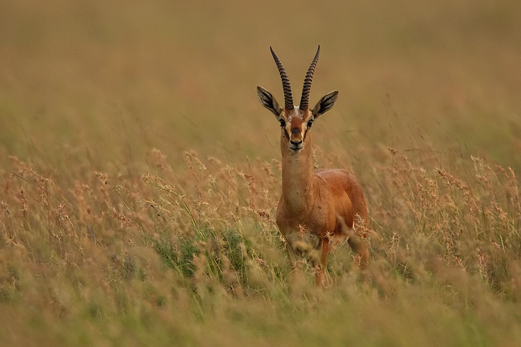 Indian Gazelle (Chinkara) Facing Threat From Stray Dogs In Jodhpur |  Conservation India