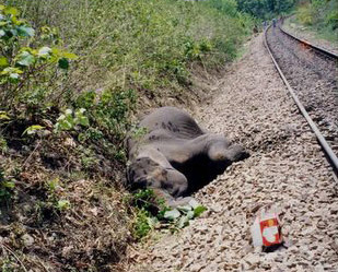Safe Passage for Elephants in Rajaji | Conservation India