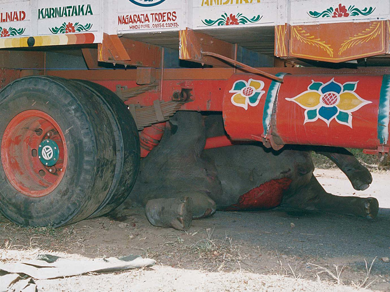 Elephant Calf Roadkill, NH-212, Bandipur 2003 | Conservation India