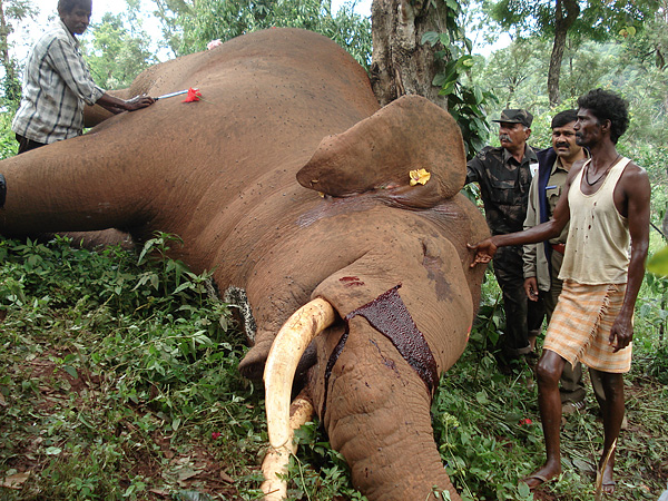 India Proposes New Strategies to Conserve Elephants | Conservation India