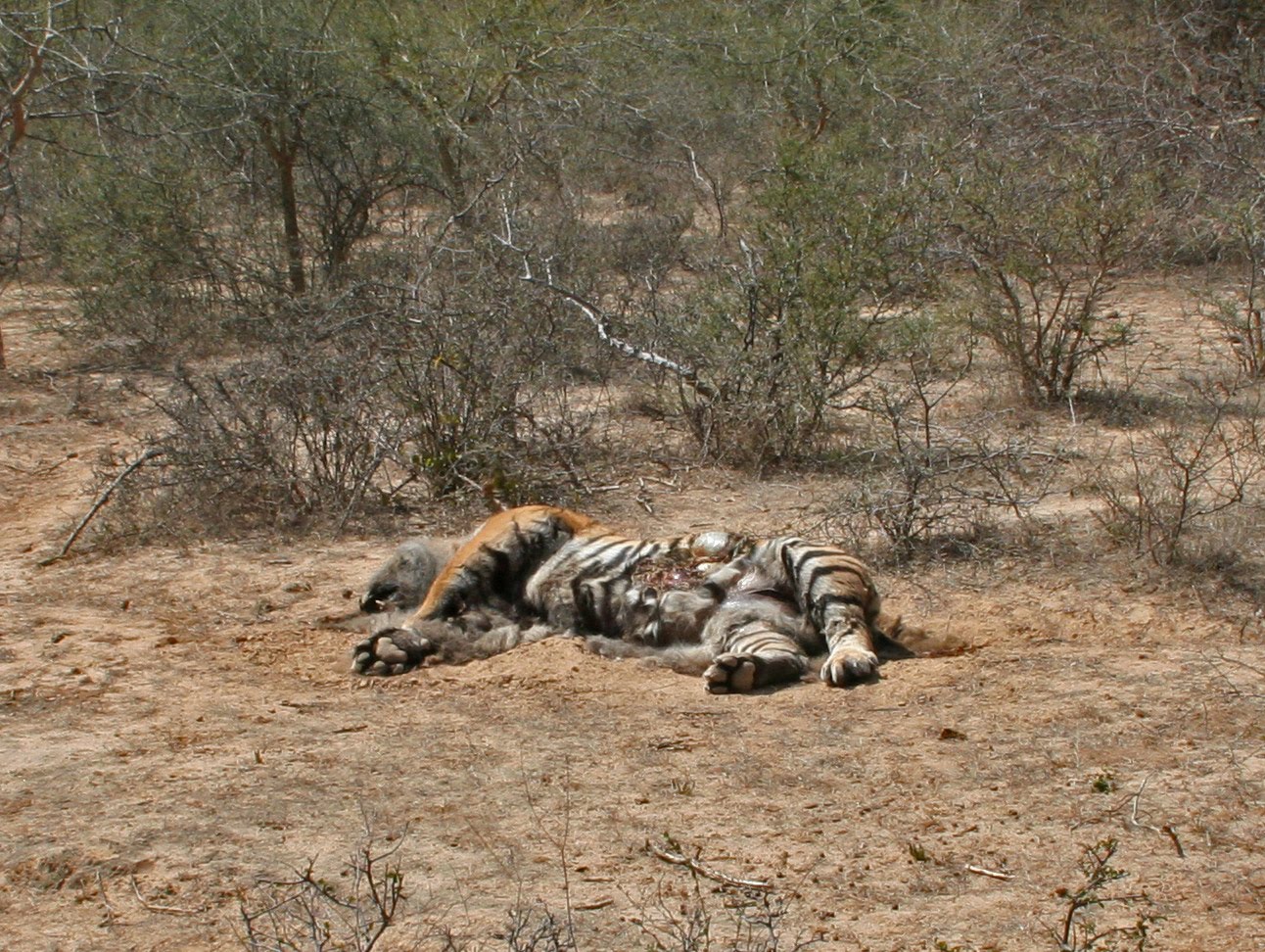 International Tiger Day: As tiger populations increase, so do conflicts  with humans - ABC News