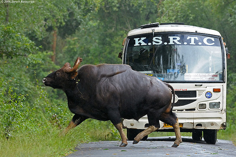 Bull Gaur Crossing Road, Nagarahole | Conservation India
