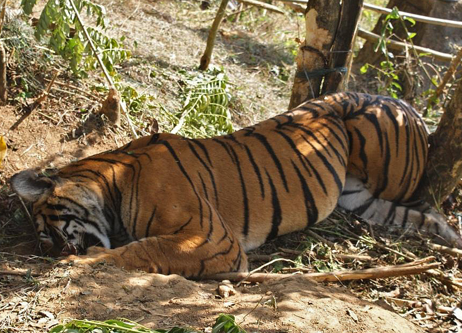 Tiger Killed By Wire Snare, Wayanad, Kerala | Conservation India