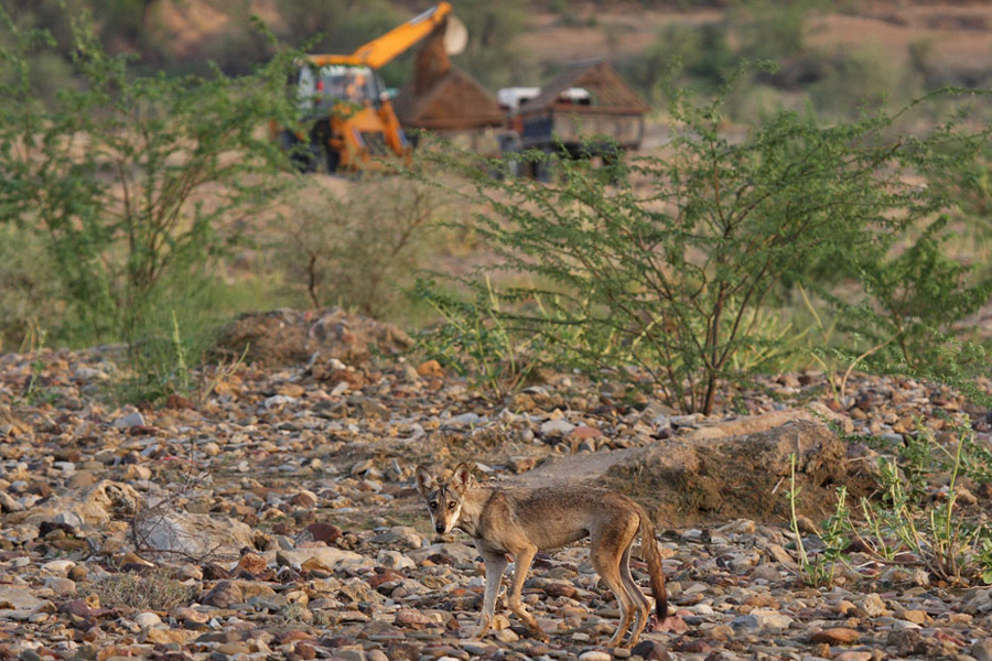 Indian Wolf, Ranthambore Tiger Reserve | Conservation India