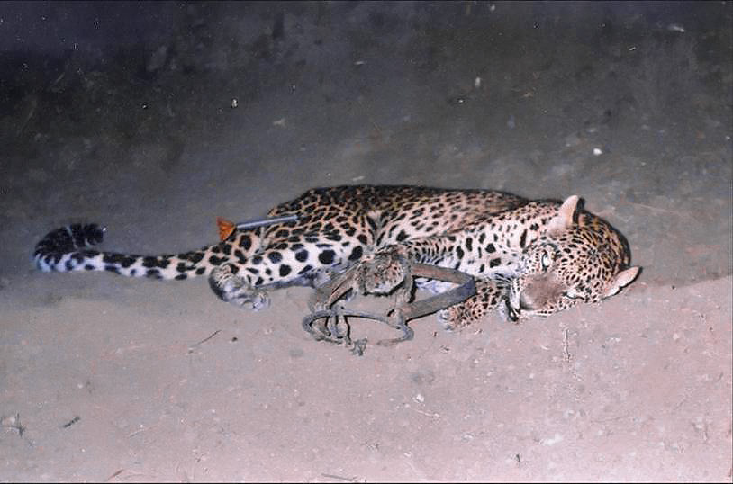 To Dart Or Not To Dart — Demystifying Wild Animal Immobilization |  Conservation India