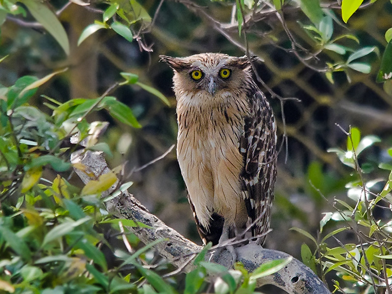 Rare Buffy Fish Owl Photographed In Sundarbans | Conservation India