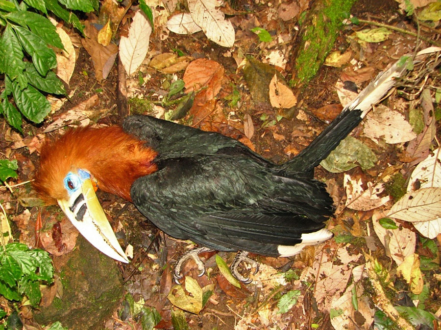 Dead Rufous-necked Hornbill in Mehao wildlife sanctuary in Arunachal Pradesh  | Conservation India