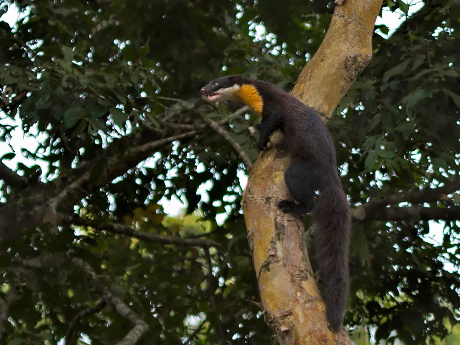 Nilgiri Marten, Anamalai Tiger Reserve | Conservation India