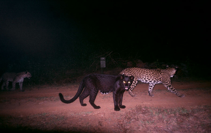 Camera 'Traps' Black Leopards in Dandeli-Anshi | Conservation India