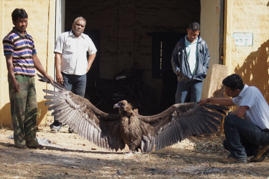 Eurasian Black Vulture Next To Human
