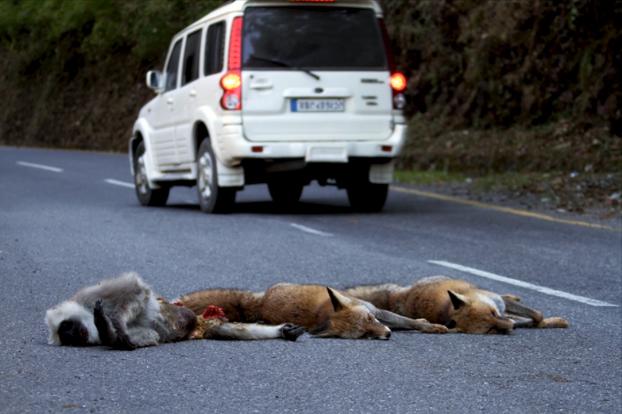 Red Fox and Langur Road Kill on Nainital-Kaladhungi Road | Conservation  India