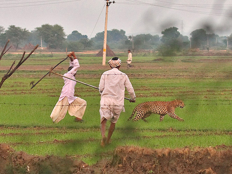 Living with Leopards Outside Protected Areas in India | Conservation India