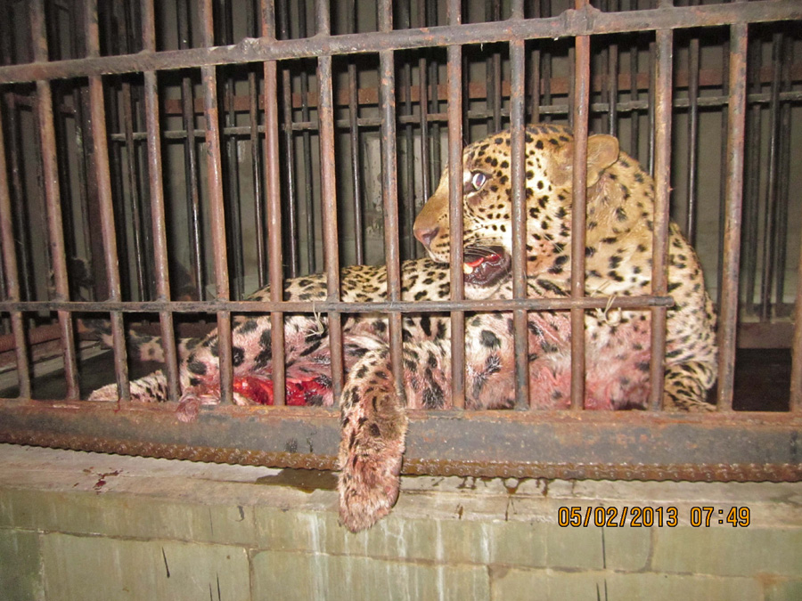 Wild Leopard Rescued From South Delhi in Major Operation | Conservation  India