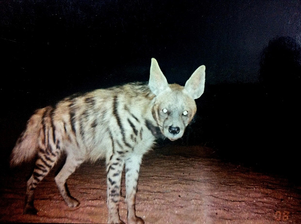 Striped Hyena Persistence in India — Insights from Kumbhalgarh and Esrana  in Rajasthan | Conservation India
