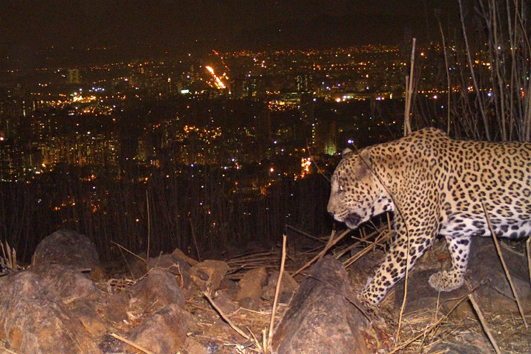 Lessons from Leopards — Uncovering the Real Conflicts in Sanjay Gandhi  National Park | Conservation India