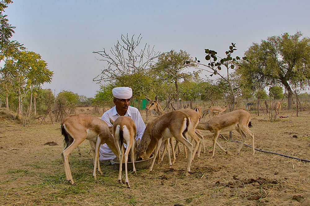 Bishnoi Wildlife Rescue Centre, Rajasthan | Conservation India