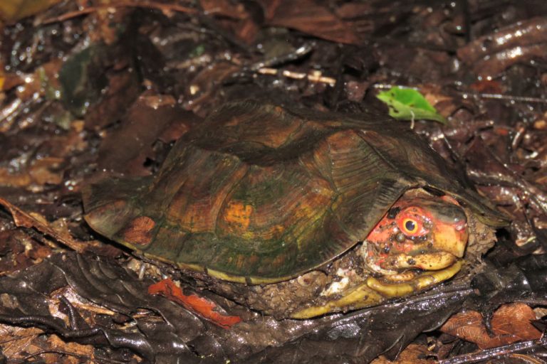 The Forest Cane Turtle, Anamalai Hills, Tamilnadu | Conservation India