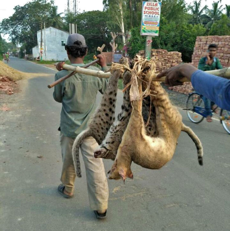 Wildlife Crime & Trade | Conservation India
