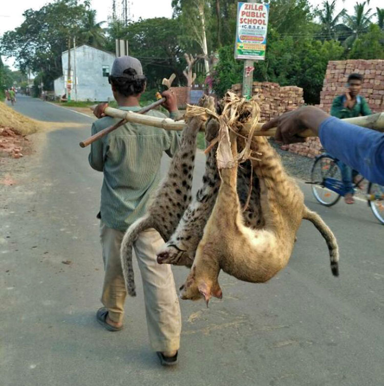 Royal bengal tiger found dead in West Bengal's Lalgarh