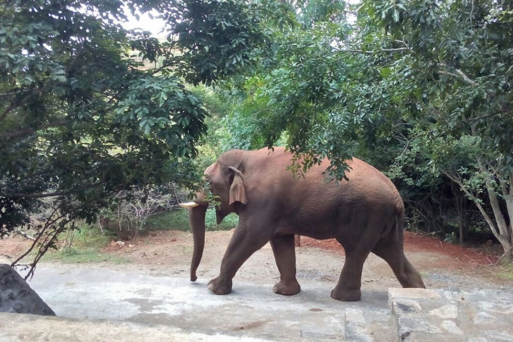 Image result for Coimbatore wild elephant kills 2