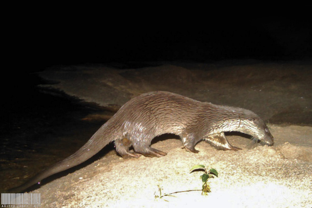 Eurasian Otter Found in Chilika Lake, Odisha | Conservation India