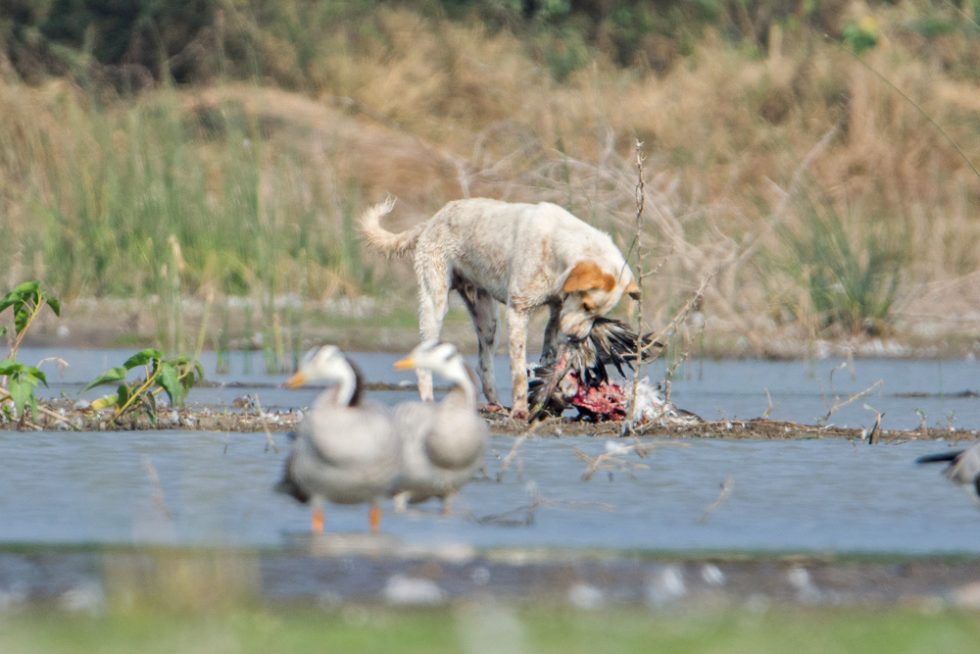 Feral Dog Hunting Barheaded Goose, Magadi, Karnataka Conservation India