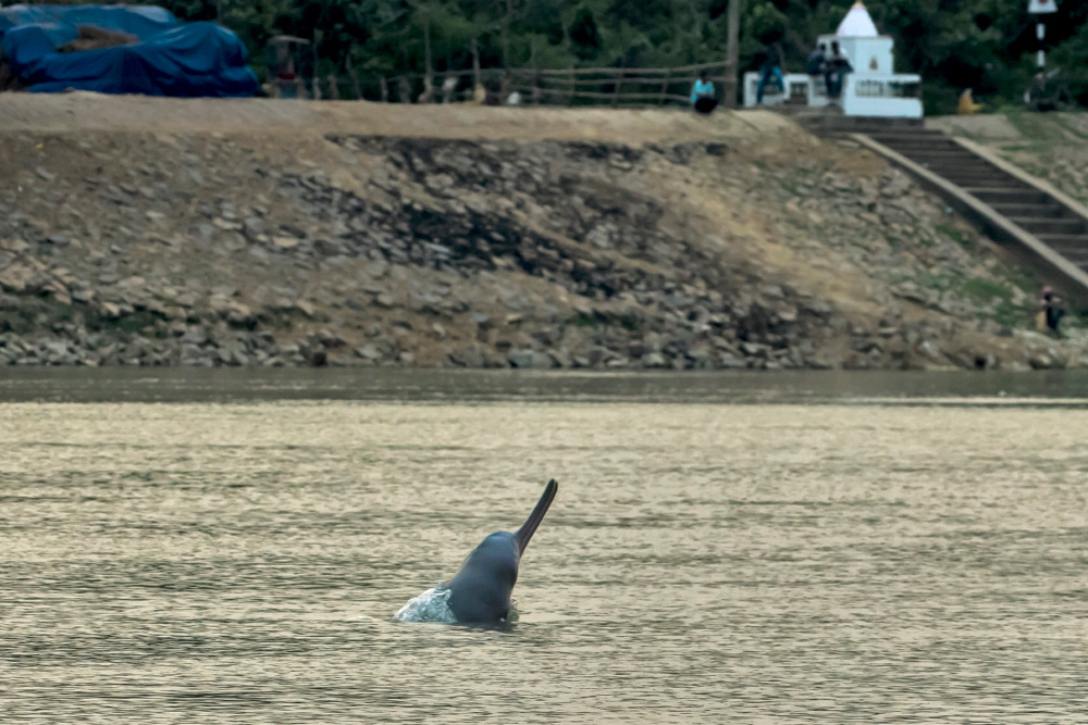 West Bengal's Gangetic Dolphins in Danger | Conservation India