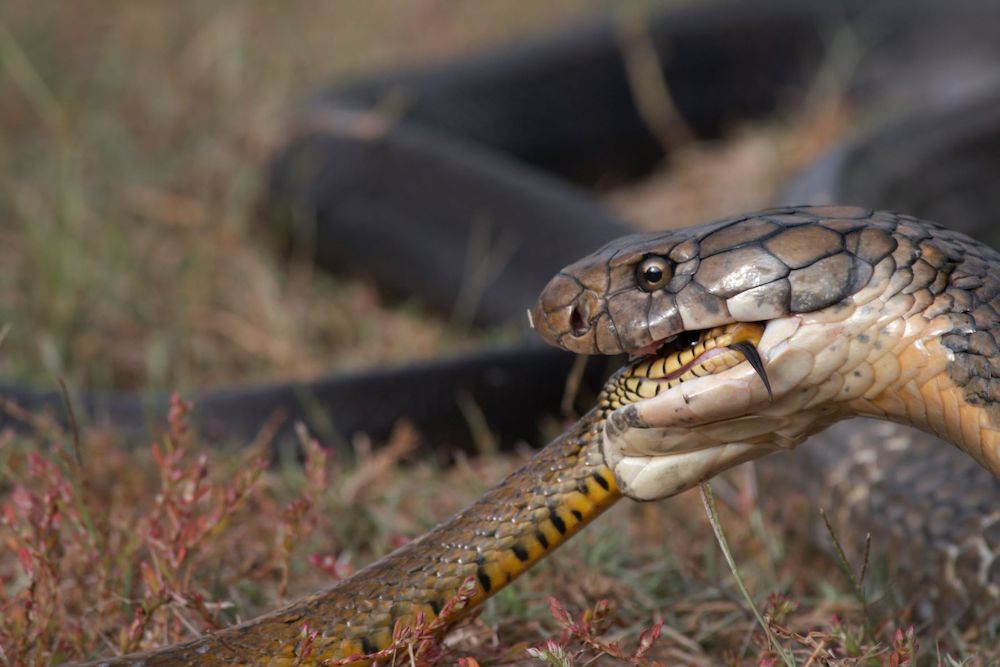 In a first, rare Albino Spectacled Cobra found in Uttarakhand