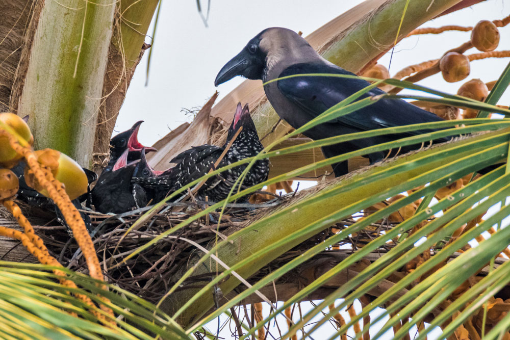 Asian Koel Chicks in House Crow's Nest, Chennai | Conservation India