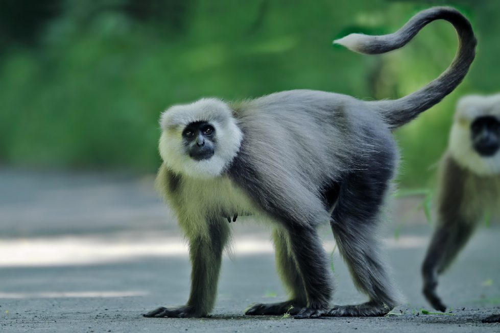 Kashmir Grey Langur, Dachigam National Park, Jammu & Kashmir