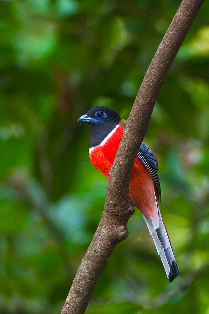 Western Ghats Coffee Plantations Sustain High Bird Diversity in India |  Conservation India