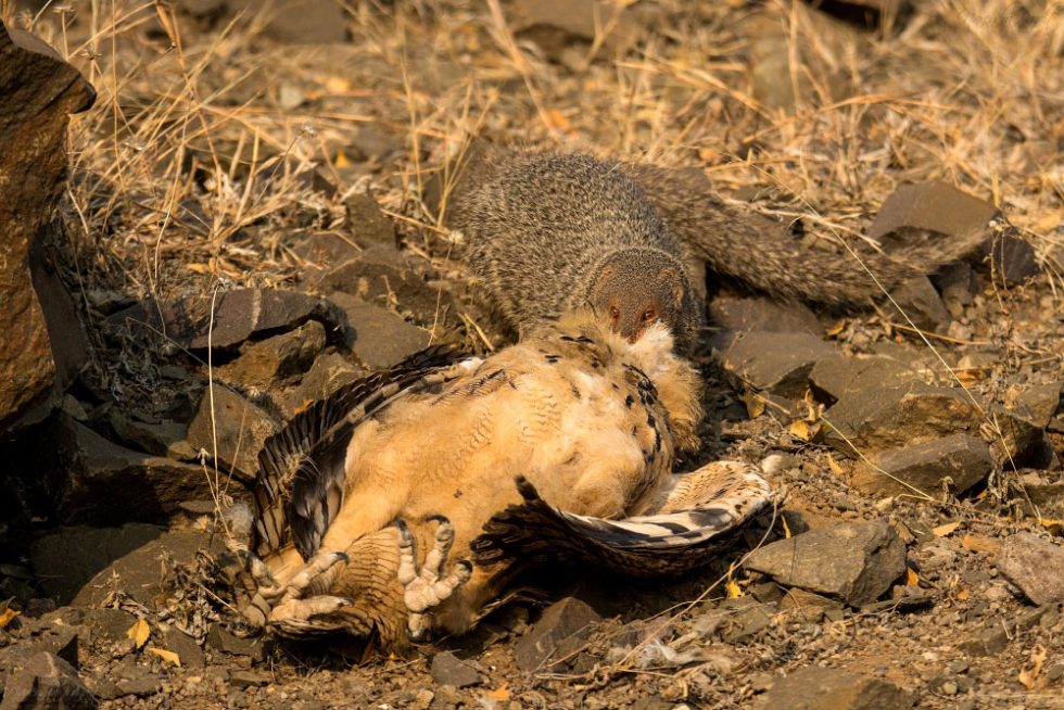 Indian Grey Mongoose with Indian Eagle Owl Kill, Maharashtra