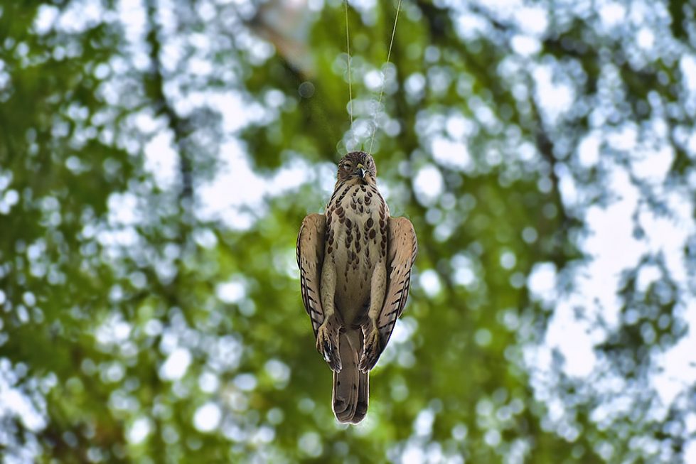 Kite Flying — A Death Sentence Conservation India