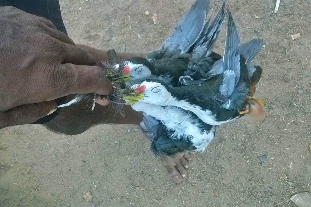 Rampant Bird Poaching Activities in West and East Godavari districts of Andhra  Pradesh. | Conservation India