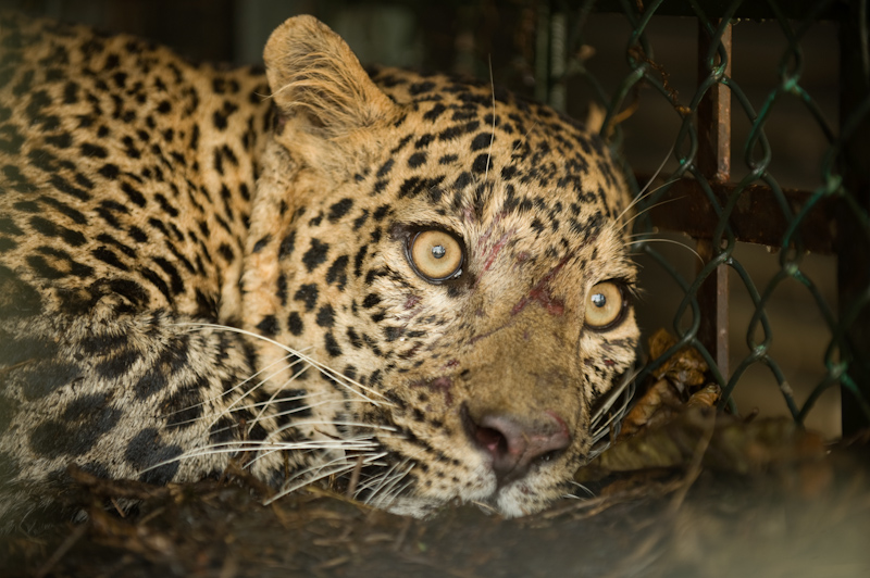 Human — Leopard Conflict; Lessons from Junnar, Maharashtra | Conservation  India