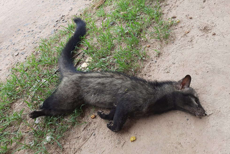 Another One Bites the Dust Conservation India