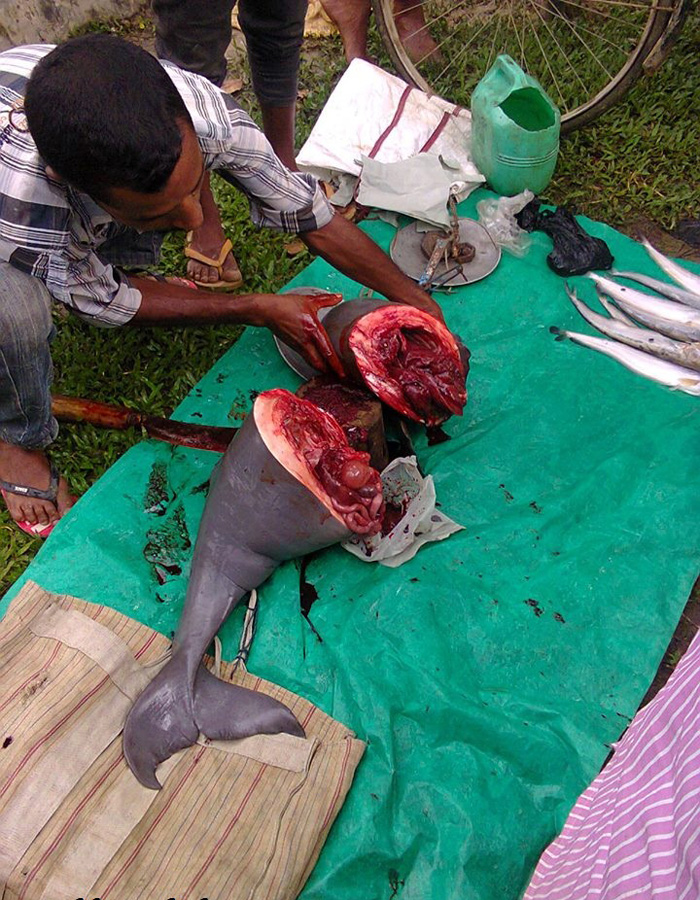 Gangetic Dolphin killed by Villagers, Assam | Conservation India