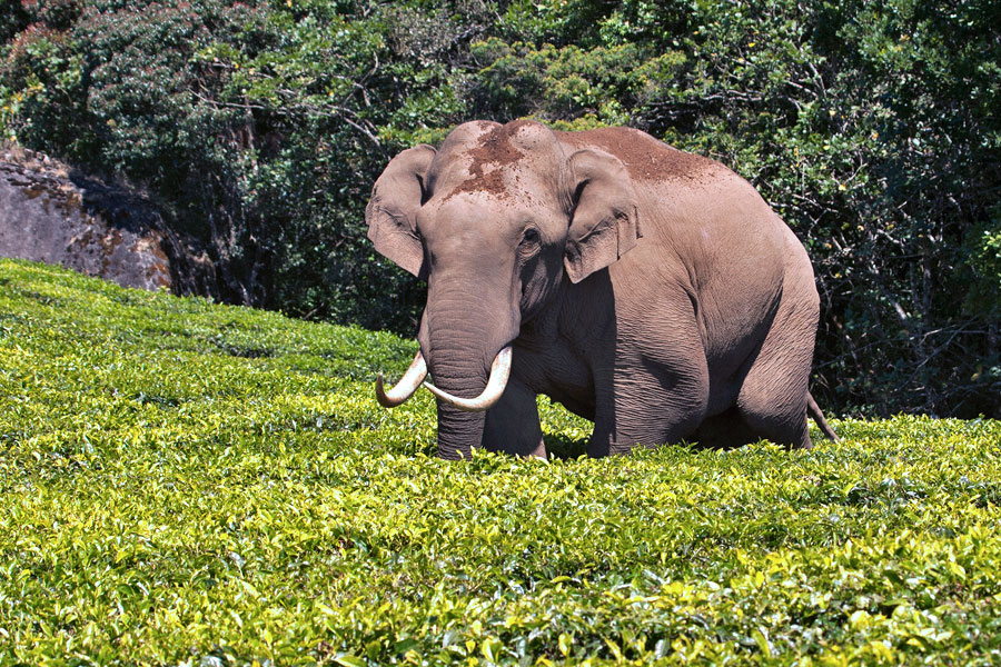 Tusker in Tea, Munnar | Conservation India
