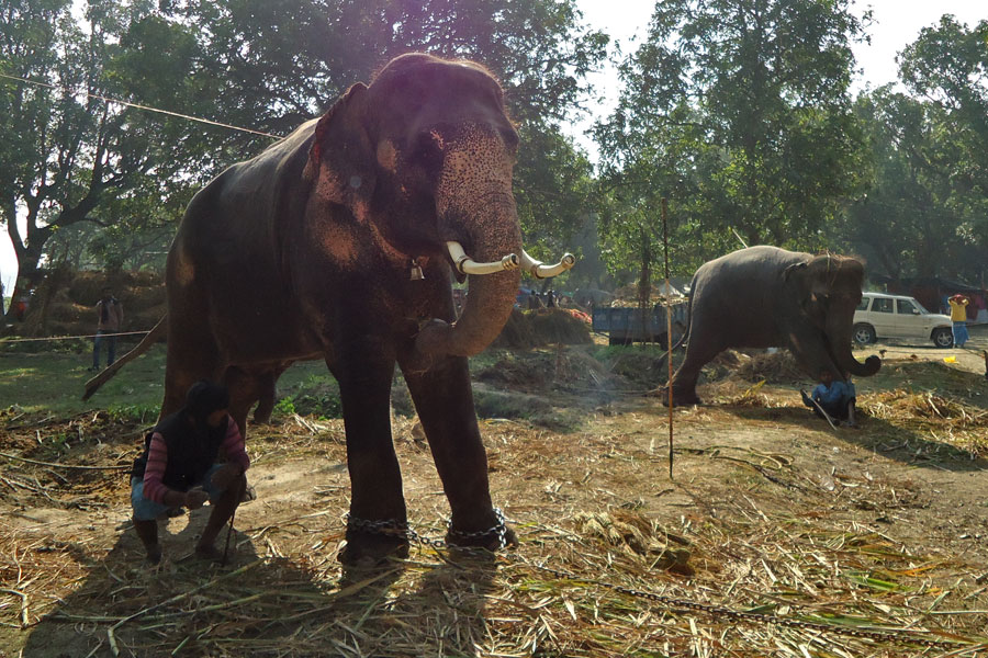 Illegal Wildlife Trade Amidst the Biggest Animal Fair of Asia – The Sonepur  Animal Mela in Bihar | Conservation India