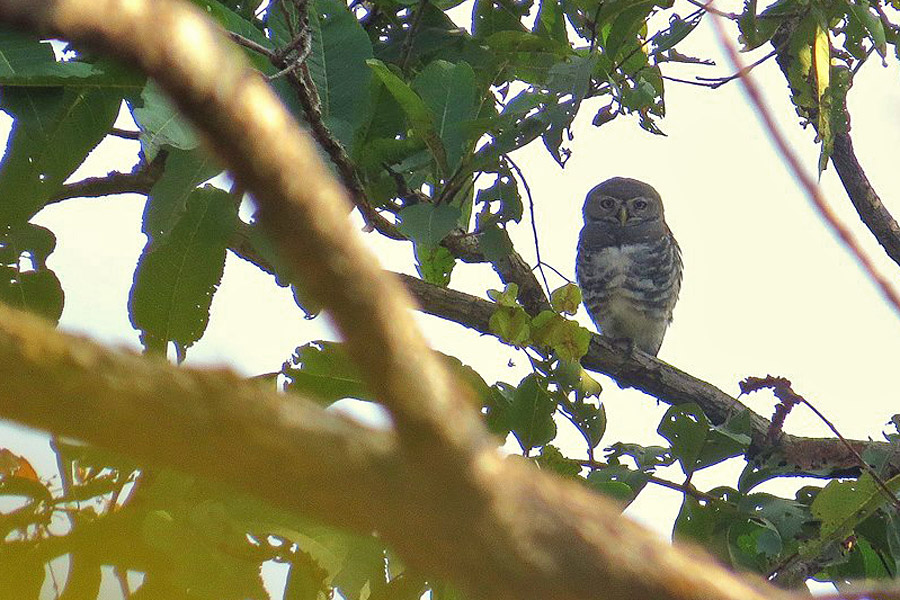 Forest Owlet, Tansa, Maharashtra | Conservation India
