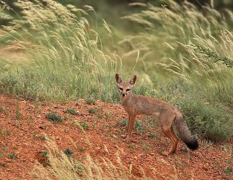 Native Grasslands Matter for Denning Indian Foxes | Conservation India