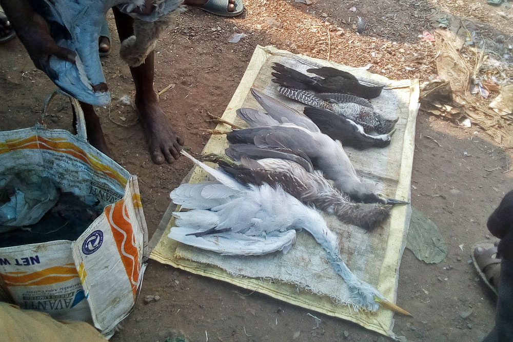 Rampant Bird Poaching Activities in West and East Godavari districts of Andhra  Pradesh. | Conservation India