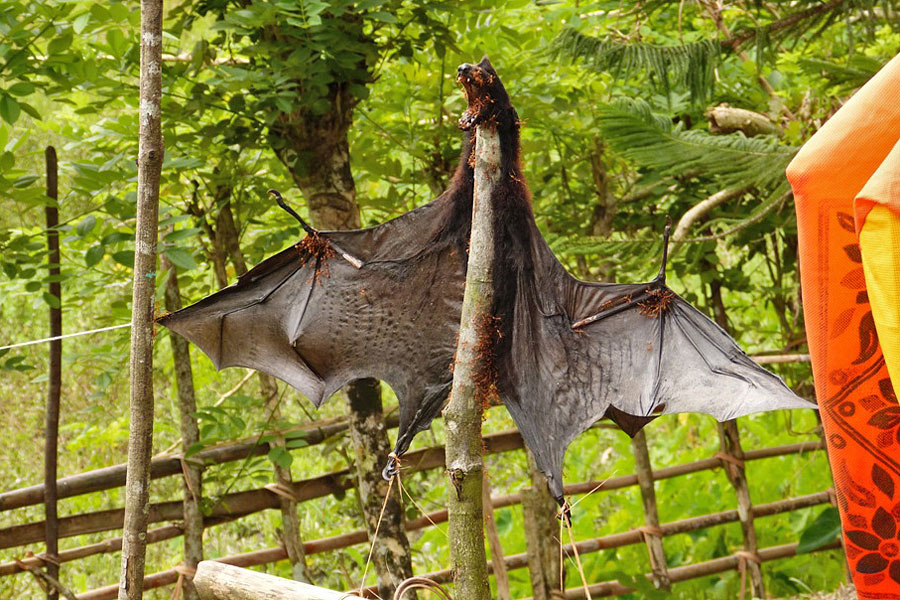 Hunting of Blyth's Flying Fox in Andaman Islands | Conservation India