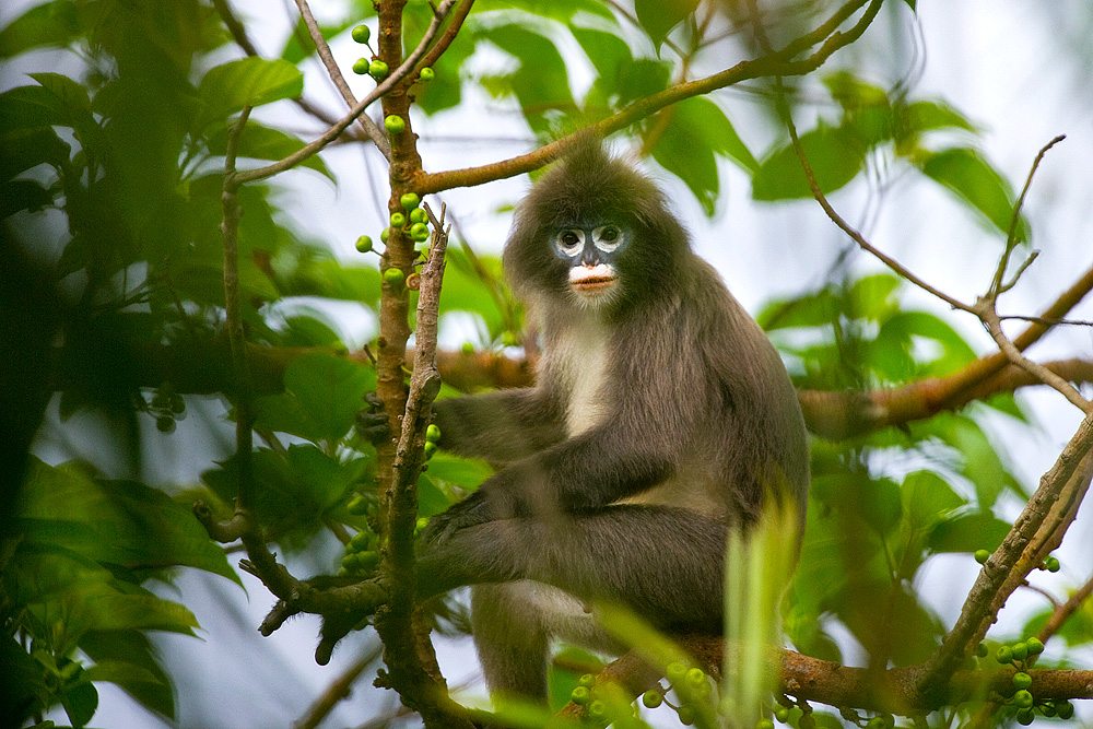 Phayre's Leaf Monkey, Tripura | Conservation India