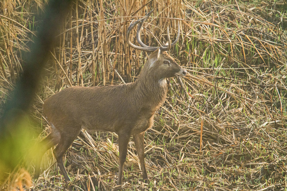 The Manipur Brow-antlered Deer in the World's Only Floating National Park |  Conservation India