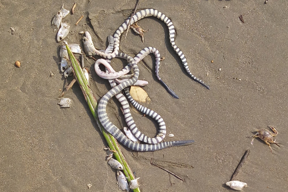 Mass Bycatch Mortality of Sea Snakes, Goa | Conservation India